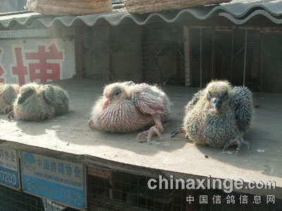 �����չ�ԡ(ͼ)