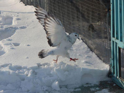 ��ѩ�ɸ�(ͼ)