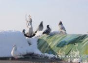 �ɸ�ӭ��(ͼ)