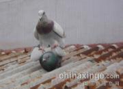 ������������(ͼ)