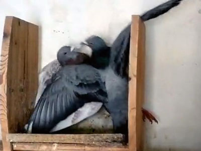 ������ �������ϵ���