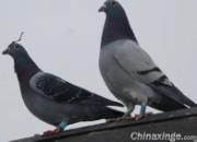 ����ԭ��̬��������(ͼ)