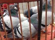 ����òЭ�ᡱ������ջ�(ͼ)