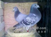 ��ɧ���ǡ���Ԫ�������Ȥ��(ͼ)