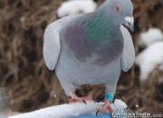 ��ˮ�ɱ� ��ս��ѩ(ͼ)