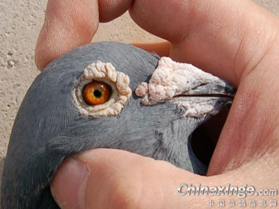 �ҵĳ�Զ�������ָ�