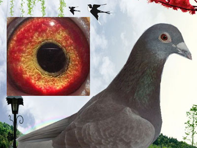 ɹɹ�ҵ���Զ��������