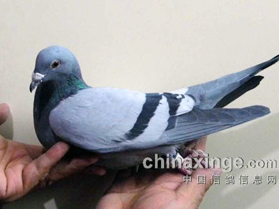 ���գ���������������α�ʶ�ʷɾ��