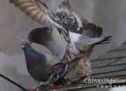 ŦԼ����ɢ��(ͼ)