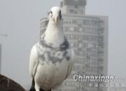 ������ˣ������� �Ÿ���(ͼ)