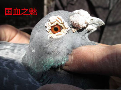 再谈李学钦老师的“国血之魅”(图)