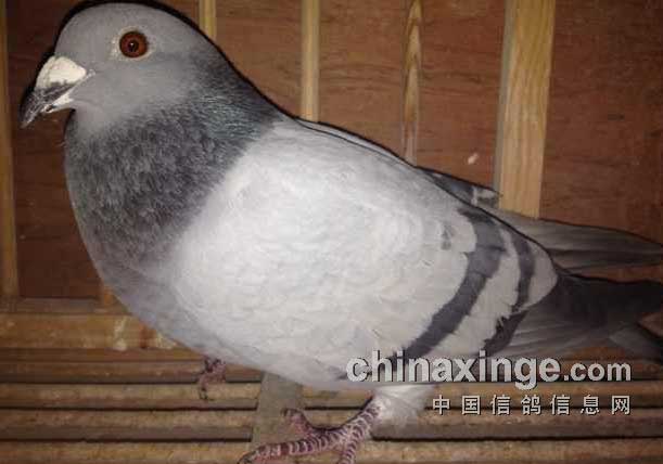 ��Ѫ�ӽ����ھ���ĸ��ԭ�䡱����(ͼ)