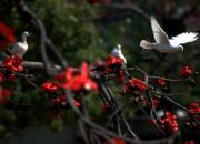 �����ˣ����ް׸����ӳ(ͼ)