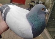 ��ֺ��ħ(ͼ)