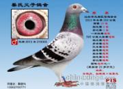 ��ڱ���������