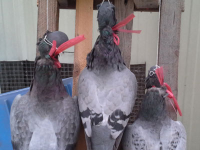 ��˲���Ҳ�㰮�룿������������(ͼ)