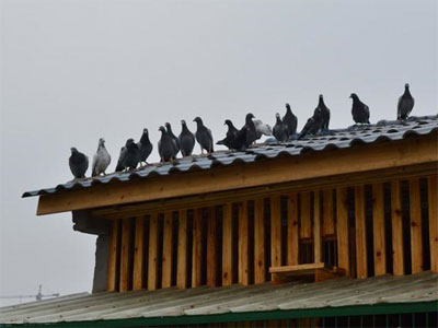 ɹ���᣺����ľ���¸���(ͼ)