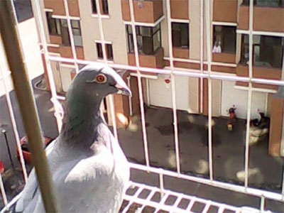 ���ª����(ͼ)