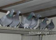 12��������ܸ���ëͷ����(ͼ)