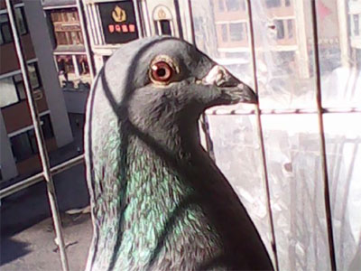 ����ż��˫����۸�(ͼ)