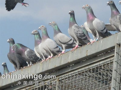���϶��ٹ��ﴺ����������鳲