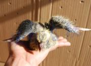 ���м�ʵ��������������(ͼ)