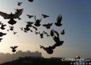 ������ռҷɼ���������б��(ͼ)