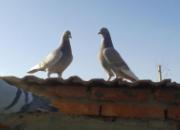 �����µĲݸ�����(ͼ)