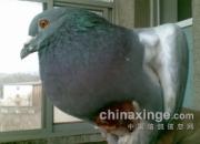 ���ʹ��ɱ�֣�����롰˵��������(ͼ)