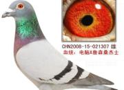 һ�������ָ���γ�ΪƷϵ(ͼ)