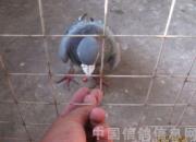 ��н���Ѷԡ���롱������