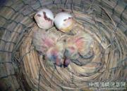 һֻ���������ȫ����(ͼ)