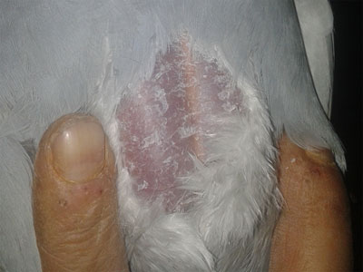 ���ⱬ�ˣ�