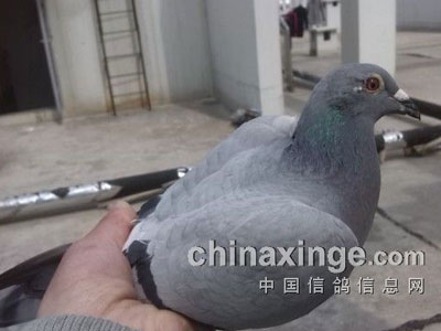 200Ԫ�ر�����Ź鵽��(ͼ)