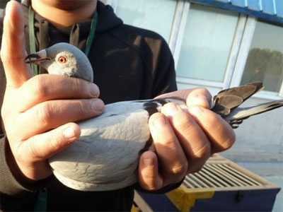 ר�ñ�������ź��Ҹ���