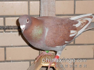 ����ƽ����ҵ�������Ŵ����(ͼ)