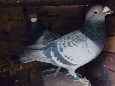 ��������Կ�����