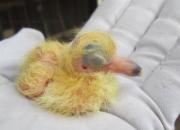 ��������2���׸����(ͼ)