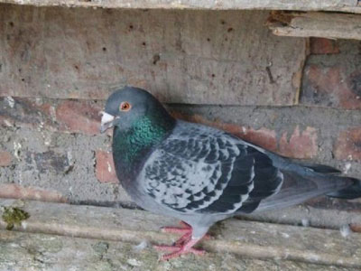 �Ÿ���������ĵ�һ���(ͼ)