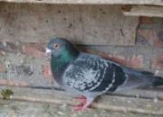 �Ÿ���������ĵ�һ���(ͼ)