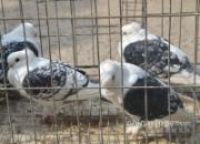 ���͸�Ϊɶ��ô��(ͼ)