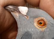 �������Ұ������Ǽ���һ��ץ(ͼ)