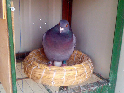 �Լ�С���᣺���¸���������(ͼ)