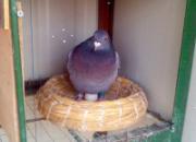 �Լ�С���᣺���¸���������(ͼ)