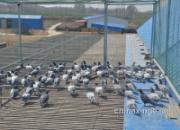 ��Զ�����ո���ֿ��ź�(ͼ)