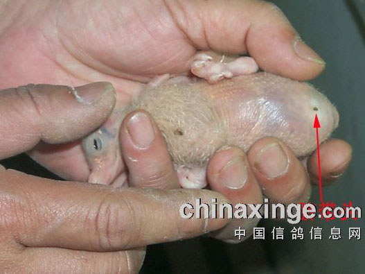 ��̭��ͷ��ĳ���(ͼ)