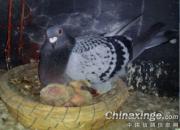 ��ѵ����ʱ������ø�(ͼ)