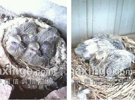 �׸�ɳ�ȫ�̼�¼(ͼ)