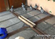 �����ò������(ͼ)