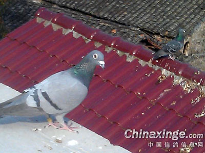 ��ʼ��Ұ��